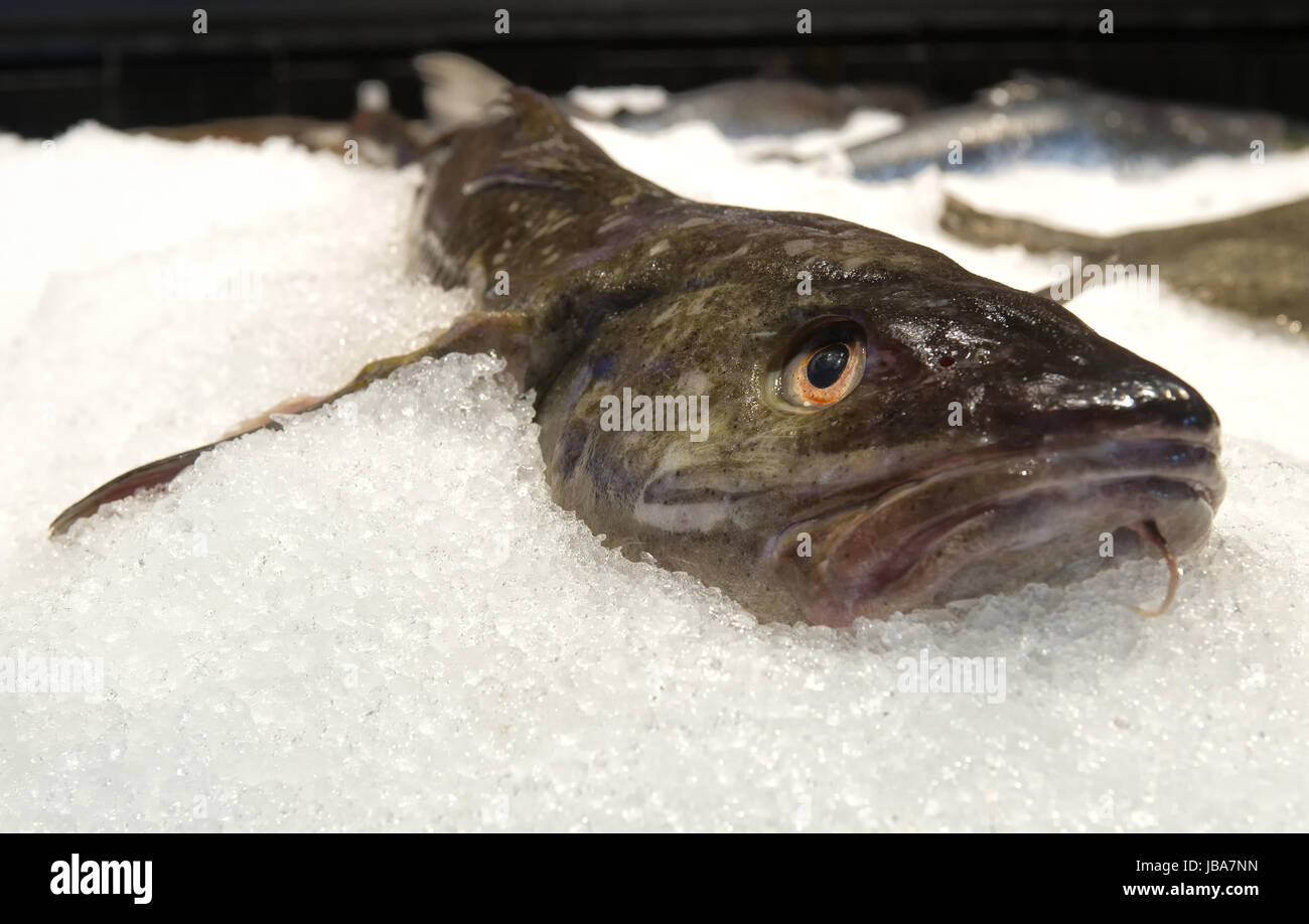 Wels auf Eis Catfish on ice Stock Photo