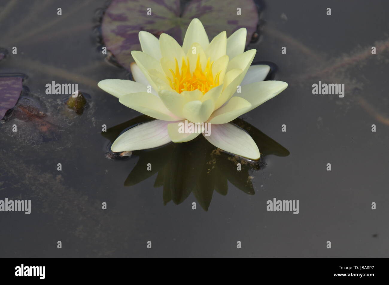 Gelbe Seerose, seerose, gelb, nymphea, wasserpflanze, teichpflanze
