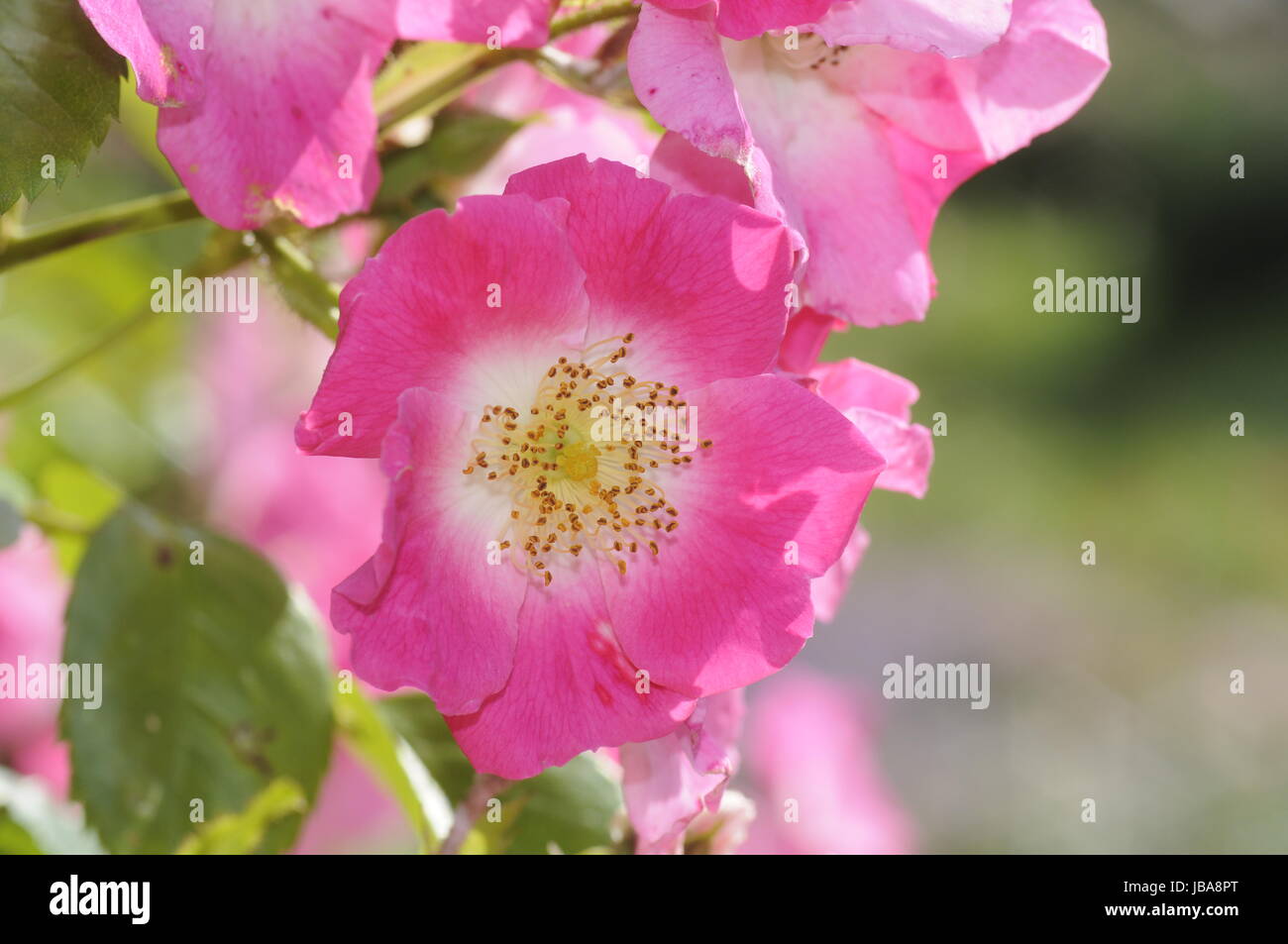 Heckenrose, rose, blume, blumen, blüte, blüten,rosa, gartenblume