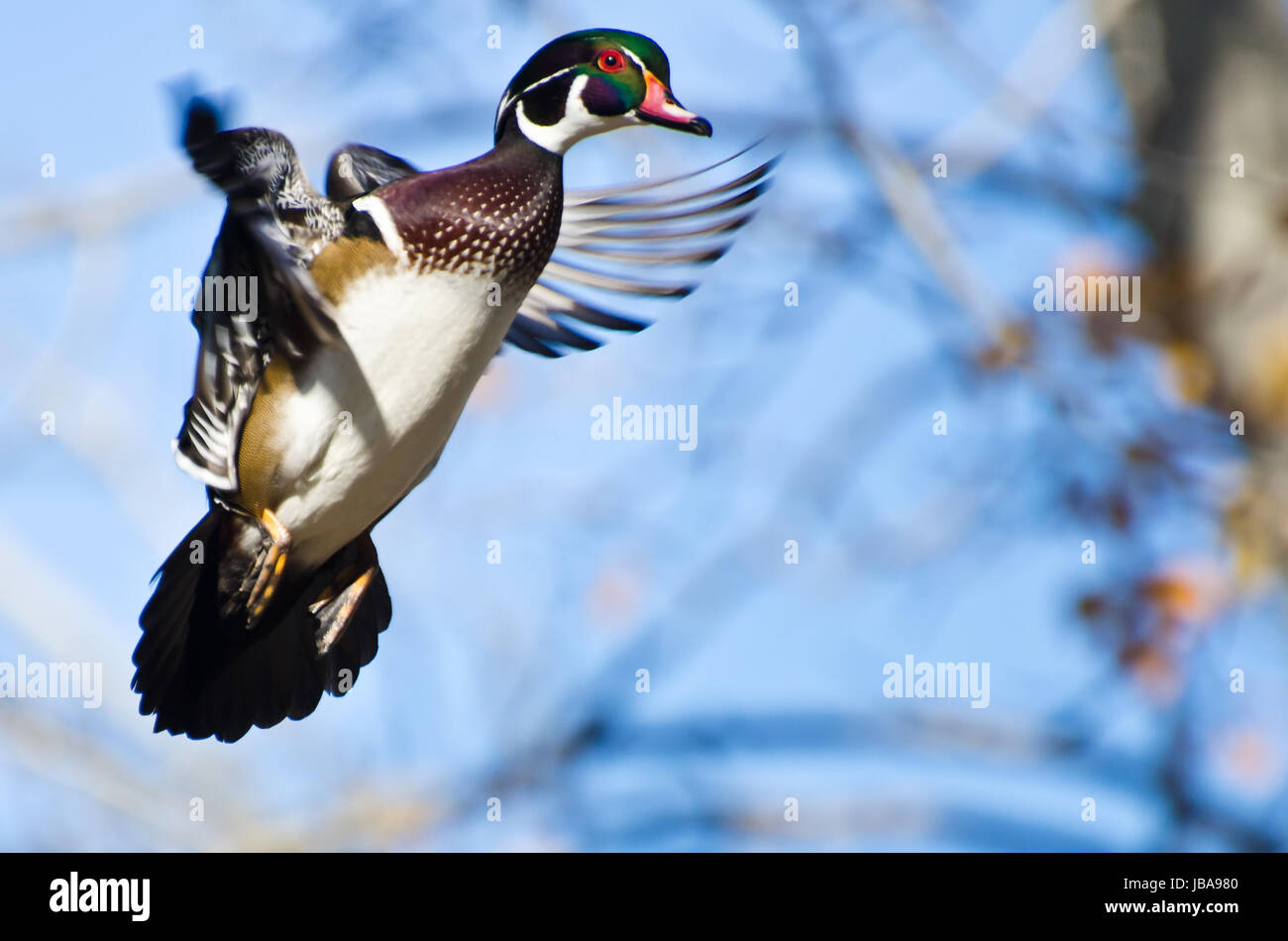 Male Wood Duck In Flight Stock Photo Alamy