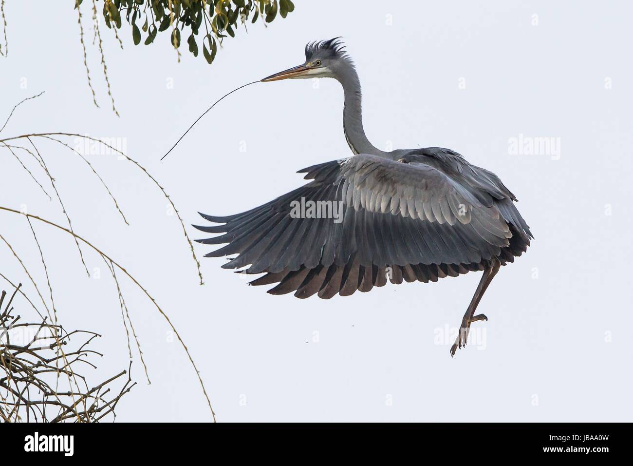 gray heron Stock Photo