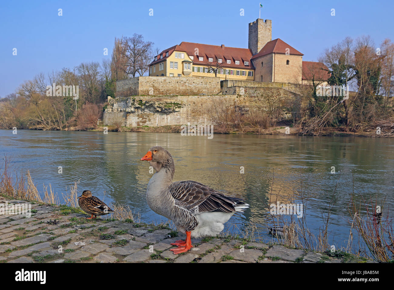 goose am neckar before the old castle in lauffen Stock Photo