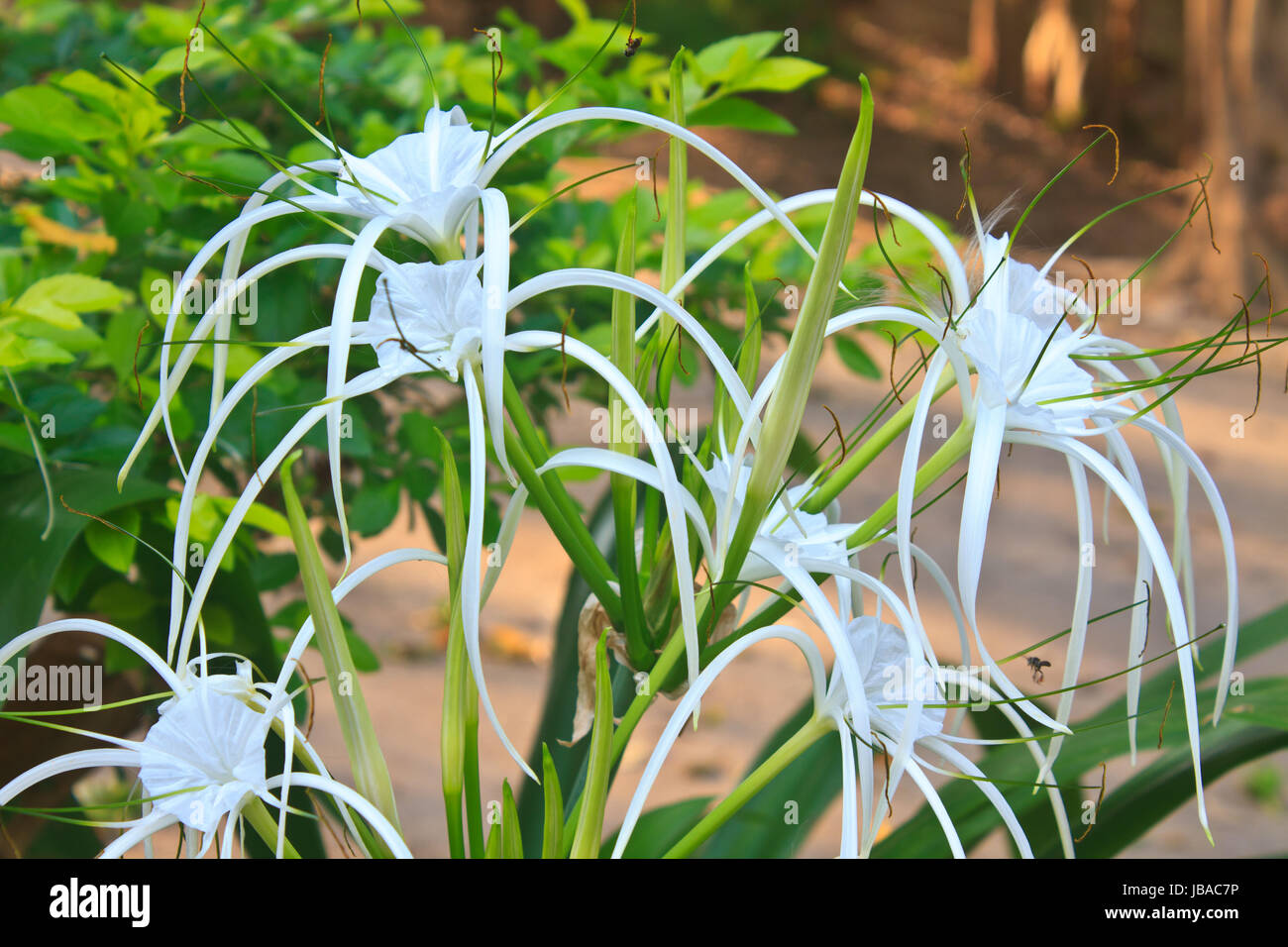 TÌNH YÊU CÂY CỎ ĐV.3 - Page 61 White-spider-lily-flower-hymenocallis-caribaea-in-garden-JBAC7P