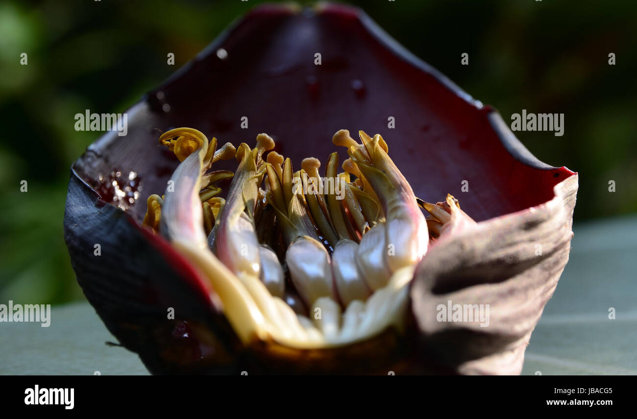 halved banana flower Stock Photo