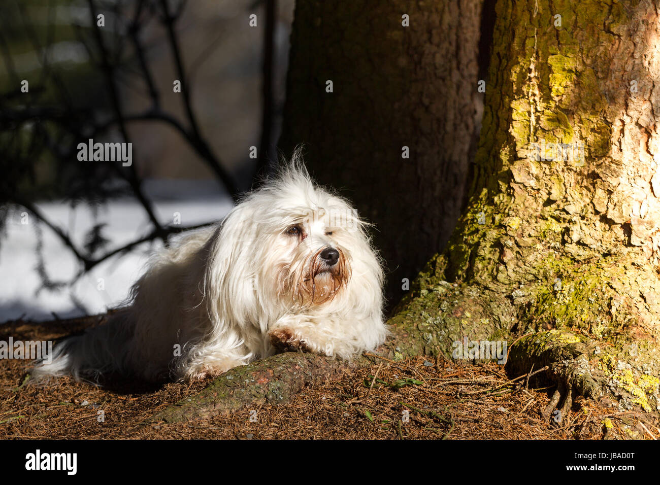 Ein Langhaar Hund liegt auf einer Baumwurzel und genießt die Sonnenstrahlen auf seinem Fell. Stock Photo