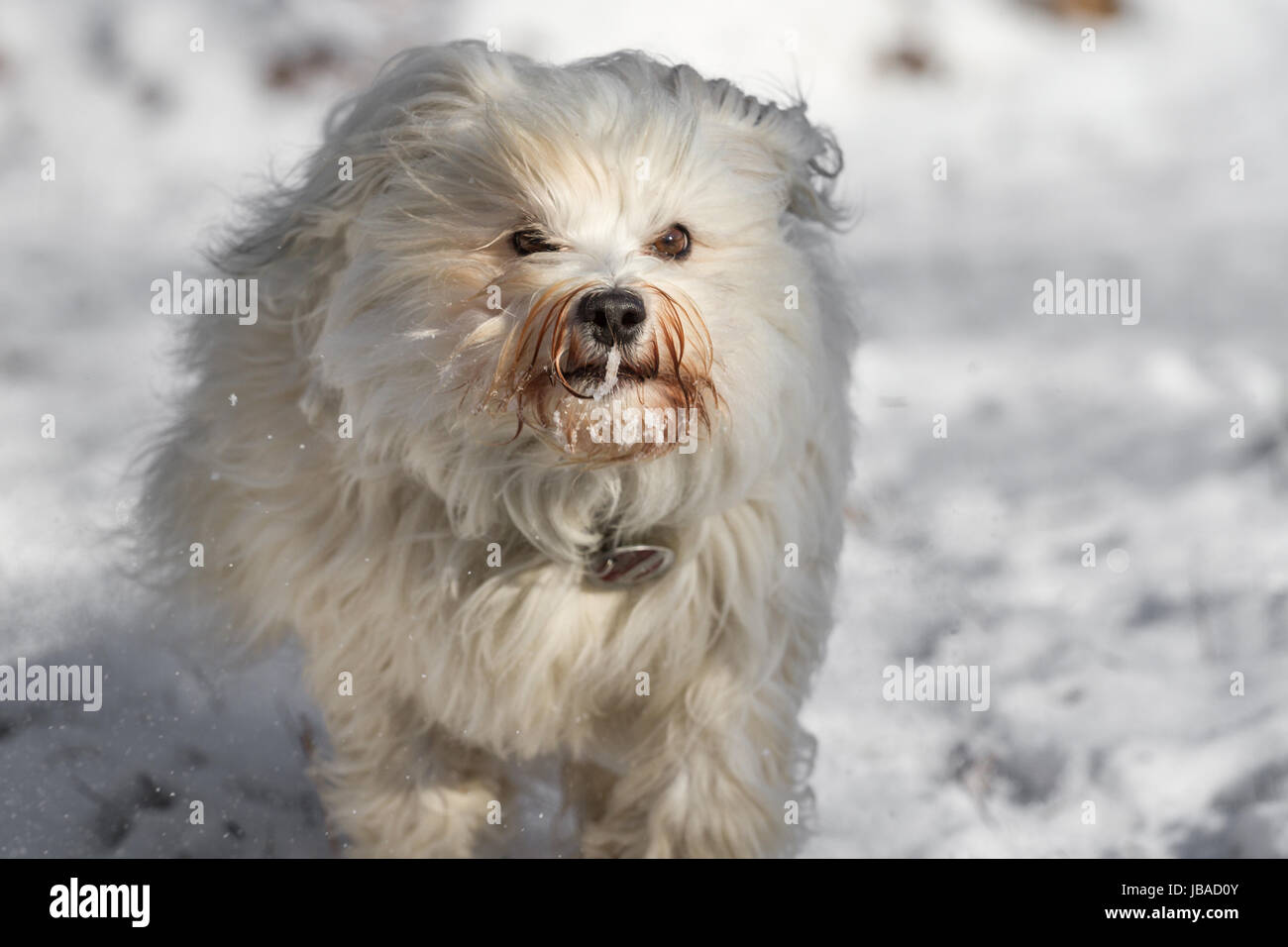 Ein Kleiner Langhaar Hund rennt schnell durch den Schnee. Stock Photo