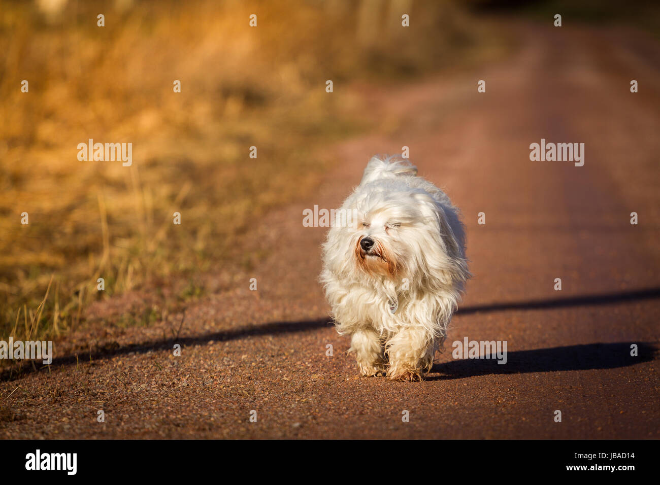Ein Kleiner Hund läuft auf einem Feldweg gemächlich Richtung Sonnenuntergang. Im Hintergrund verliert sich der Weg in der Ferne. Stock Photo