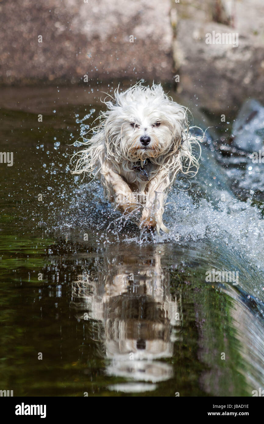 Ein nasser Langhaar Hund rennt durchs Wasser, dabei spritzt das Wasser und der Hund spiegelt sich im Wasser. Stock Photo