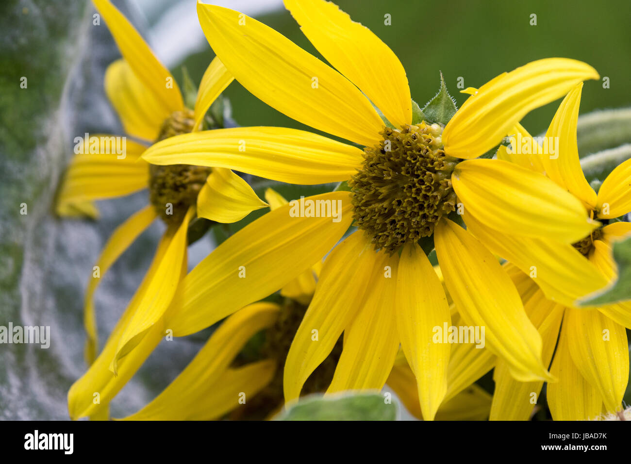 Sunflower in Spring. June 2017 - Los Angeles, California USA Stock Photo