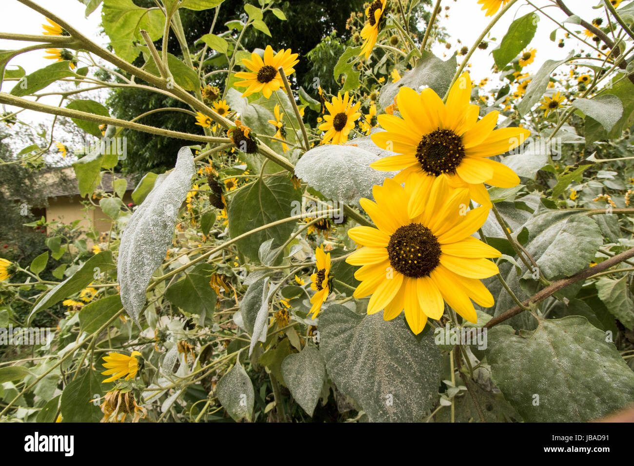 Sunflower in Spring. June 2017 Los Angeles, California USA Stock