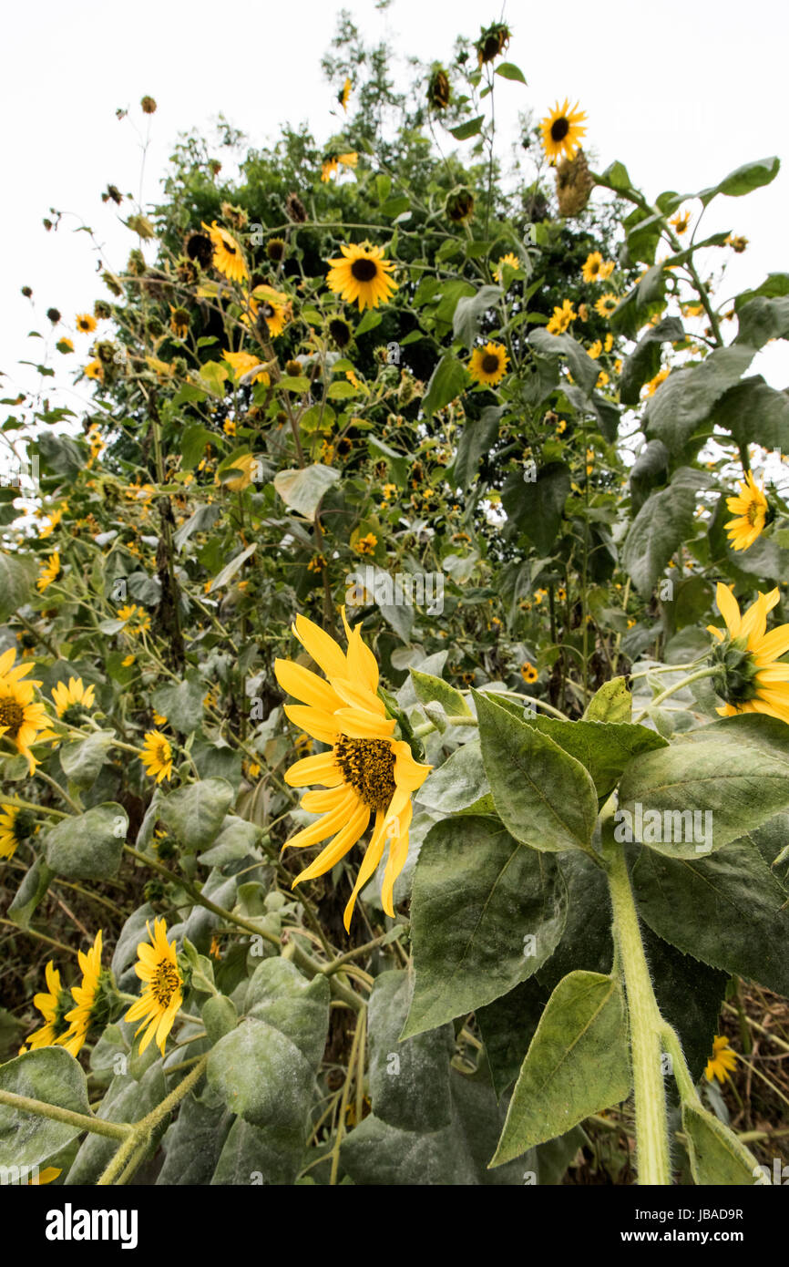Sunflower in Spring. June 2017 Los Angeles, California USA Stock