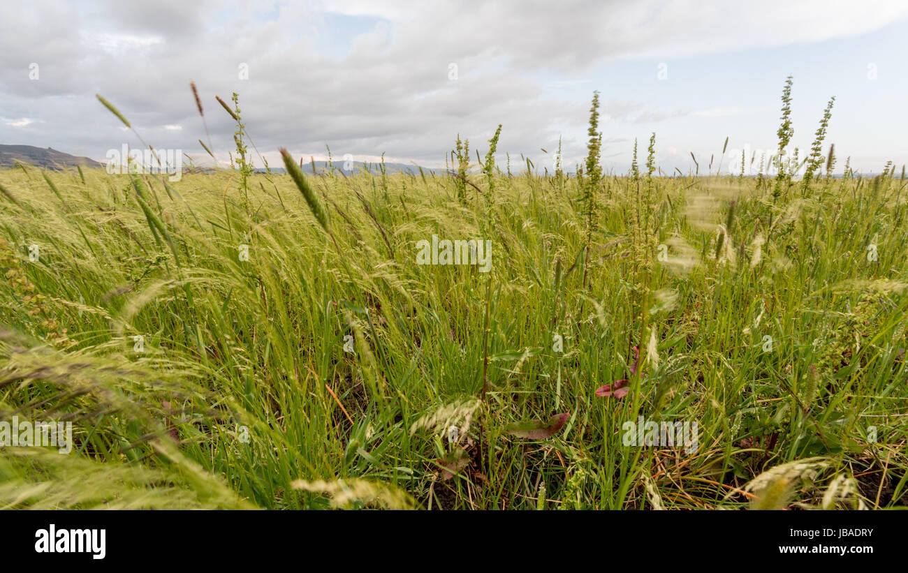 Beautiful Eragrostis tef, field native to the northern Ethiopian highlands, in a typical rural farmland of Ethiopia Stock Photo