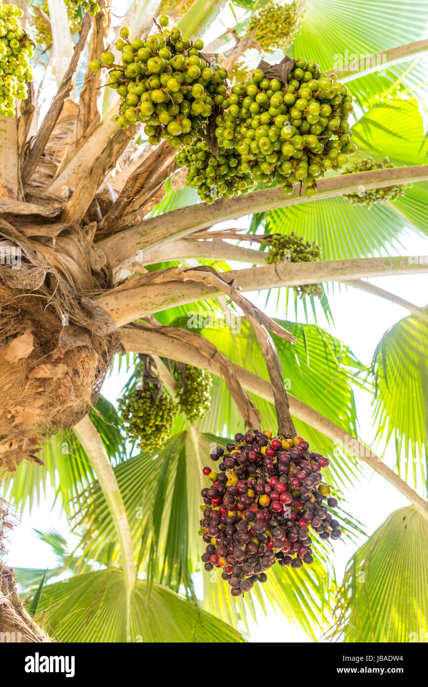 10 Date Palm Tree Seeds (Phoenix Dactylifera) – Edible Fruit, Hardy To Zone 8, Grow Your Own! 5 thumbnail image