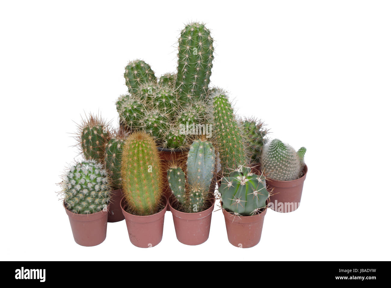 Many specimen of cactus, isolated on white background Stock Photo