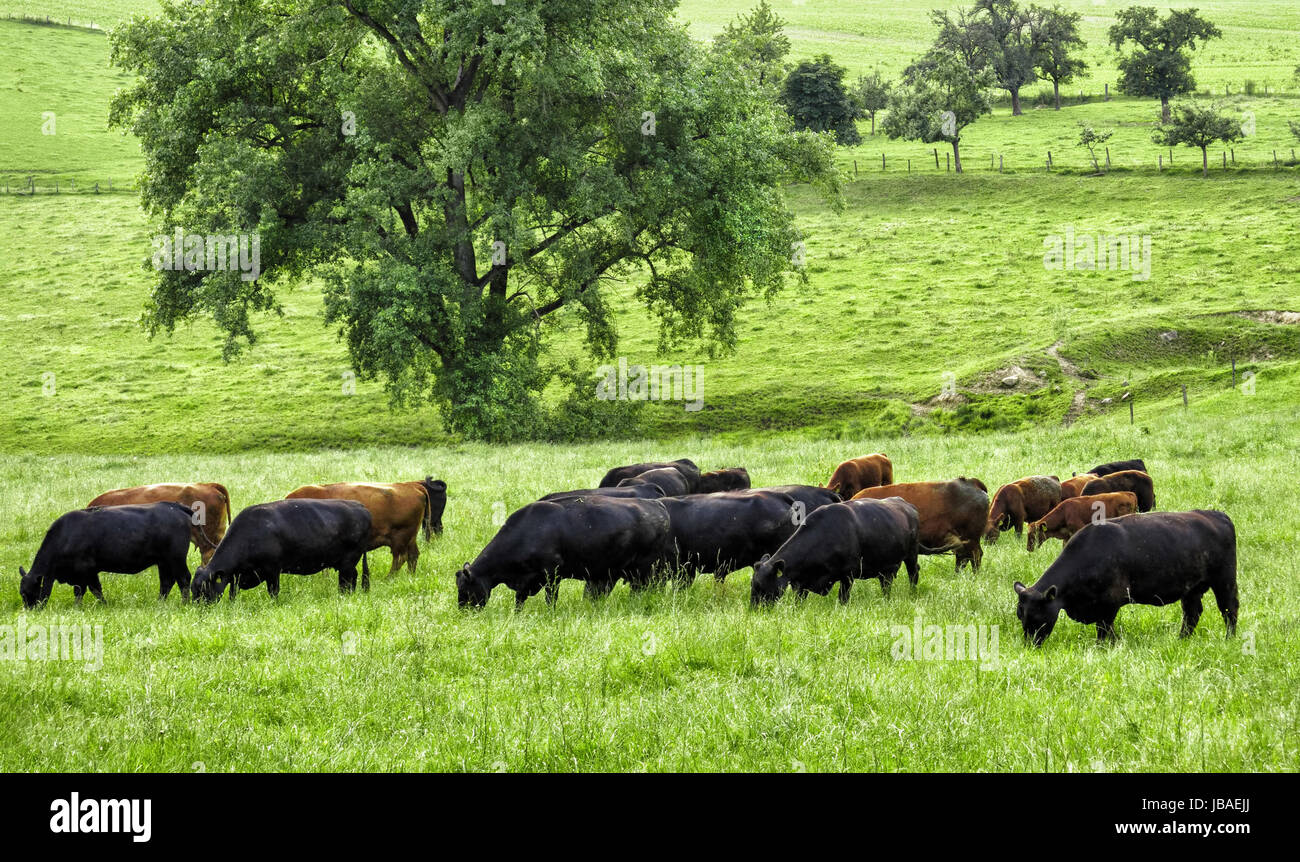 Glückliche Kühe grasen auf idyllisch grüner Wiese mit einem großen Baum im Hintergrund Stock Photo