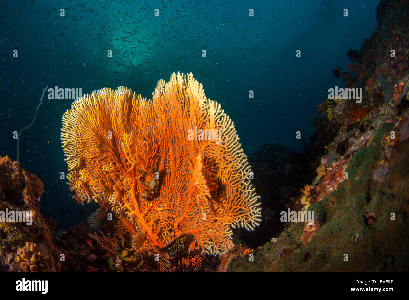 Healthy orange gorgonian sea fan standing tall surrounded by a schooling small fish the deep blue water in Myanmar Stock Photo