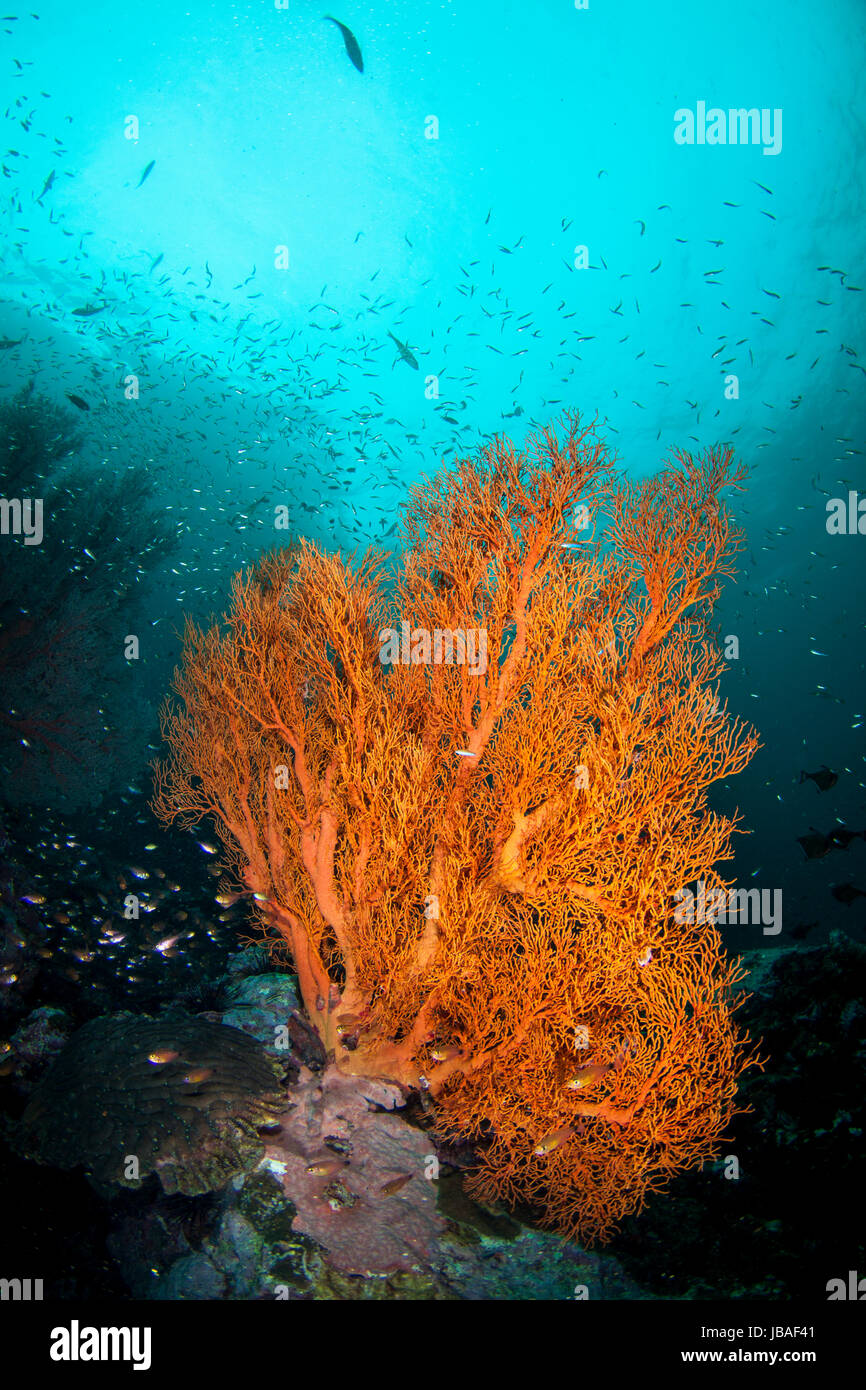 Healthy orange gorgonian sea fan standing tall surrounded by a schooling small fish the deep blue water in Myanmar Stock Photo
