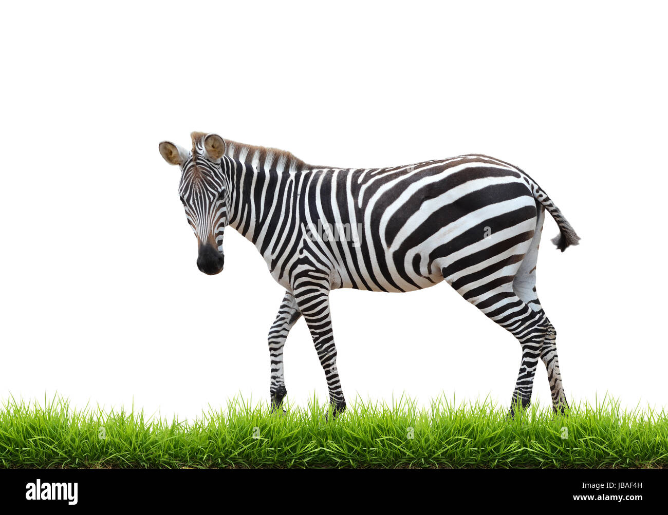 zebra with green grass isolated on white background Stock Photo - Alamy