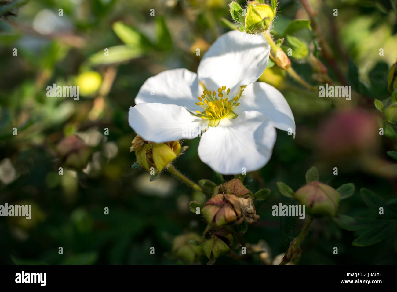 Small White Rose (macro close-up) Stock Photo