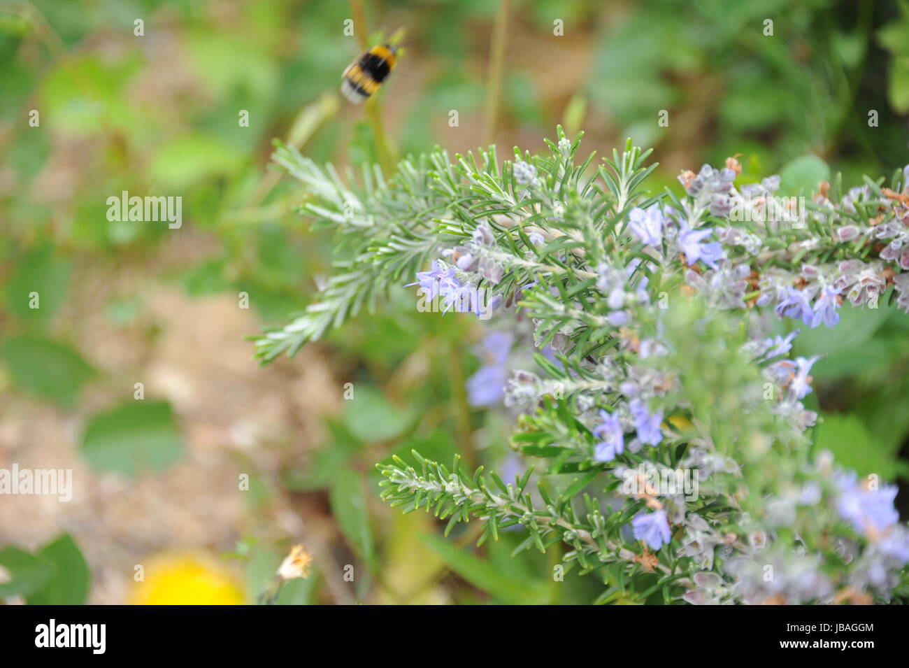 Lippenblutler lamiaceae hires stock photography and images Alamy