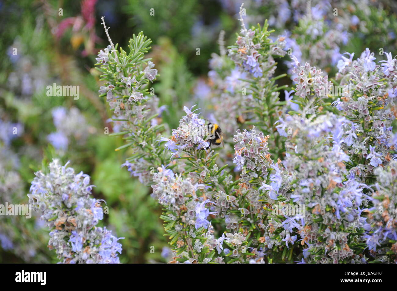 Lippenblutler lamiaceae hires stock photography and images Alamy