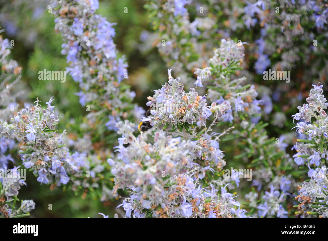 blooming rosemary spain Stock Photo Alamy