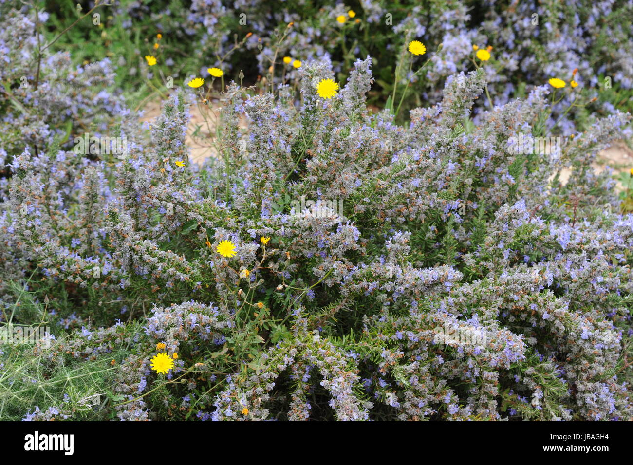 blooming rosemary spain Stock Photo Alamy