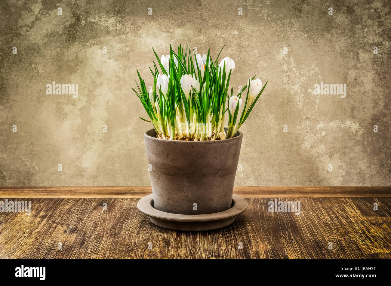 Detail of crocus flower in pot with textured wall background, vintage style Stock Photo