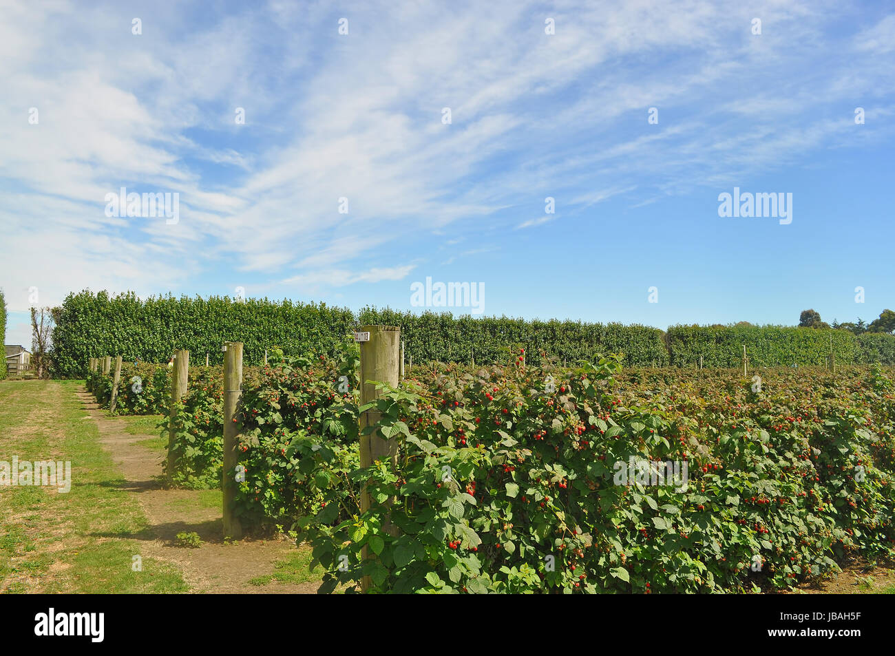 Strawberry field with blue skies Stock Photo - Alamy