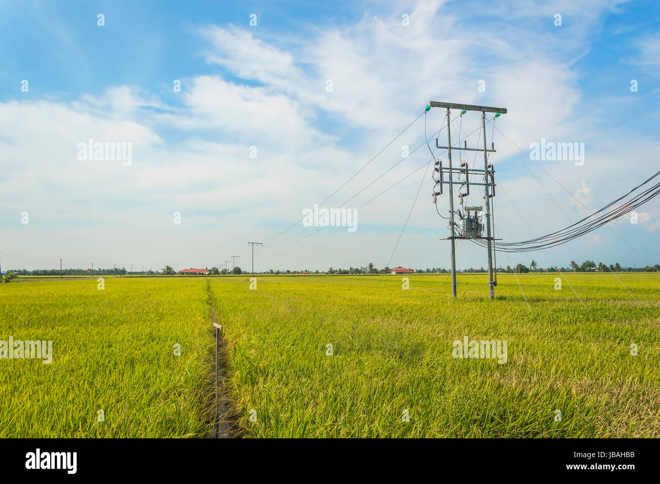 Electric pole on a paddy field with blue sky Stock Photo Alamy