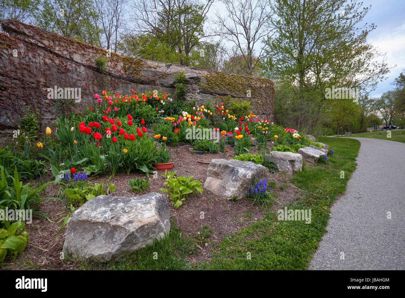 A tulip garden at Smith's Pond Park. Ingersoll, Oxford County, Ontario