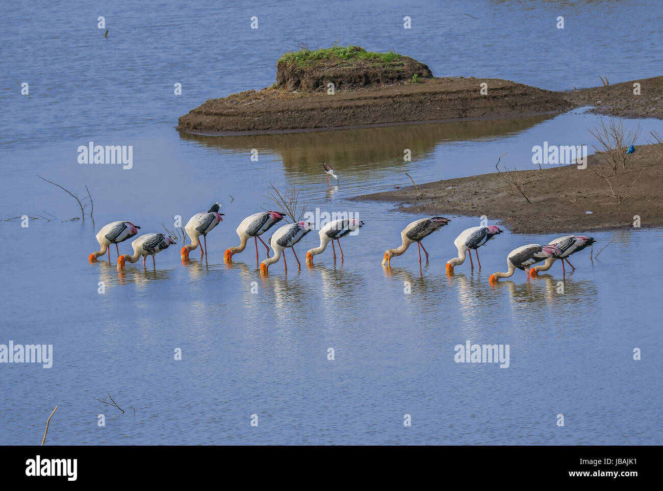 colony of painted storks Stock Photo