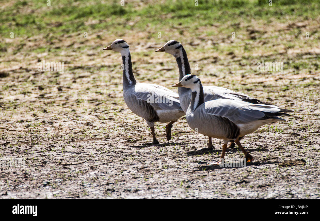 Bar headed Goose Stock Photo Alamy