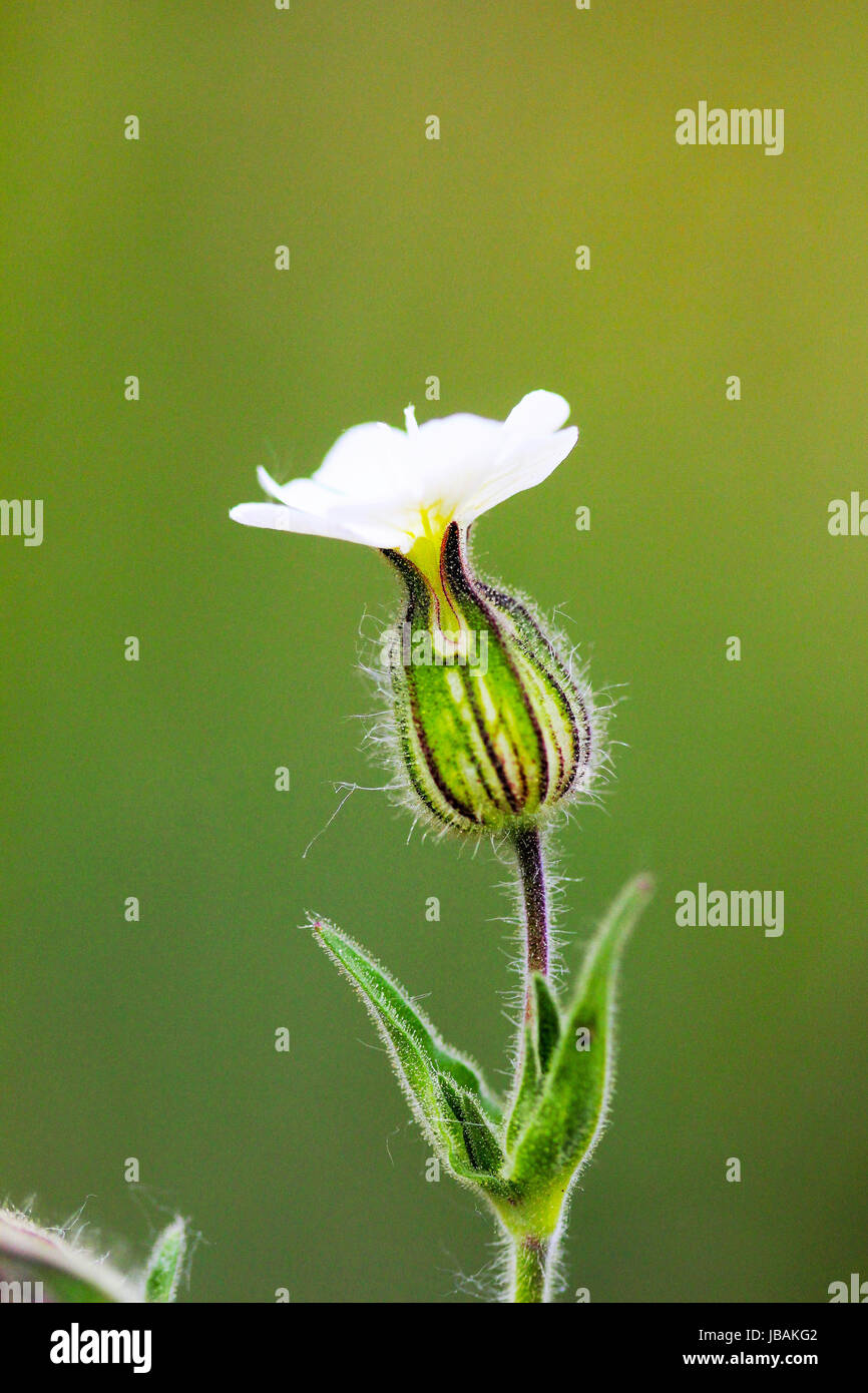 wild plant flower close up,nature concept,image of Stock Photo - Alamy