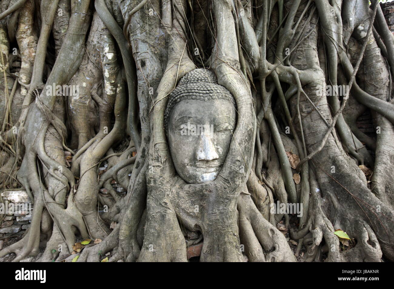 Ein in einem Baum eingeflechteter Steinkopf im Wat Phra Mahathat Tempel in der Tempelstadt Ayutthaya noerdlich von Bangkok in Thailand. Stock Photo