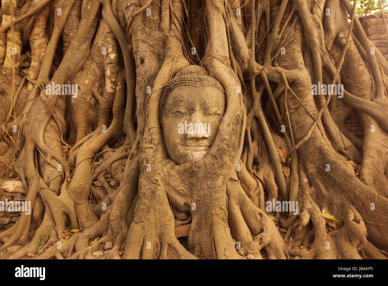 Ein in einem Baum eingeflechteter Steinkopf im Wat Phra Mahathat Tempel in der Tempelstadt Ayutthaya noerdlich von Bangkok in Thailand Stock Photo