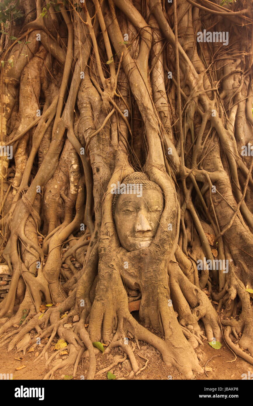 Ein in einem Baum eingeflechteter Steinkopf im Wat Phra Mahathat Tempel in der Tempelstadt Ayutthaya noerdlich von Bangkok in Thailand Stock Photo
