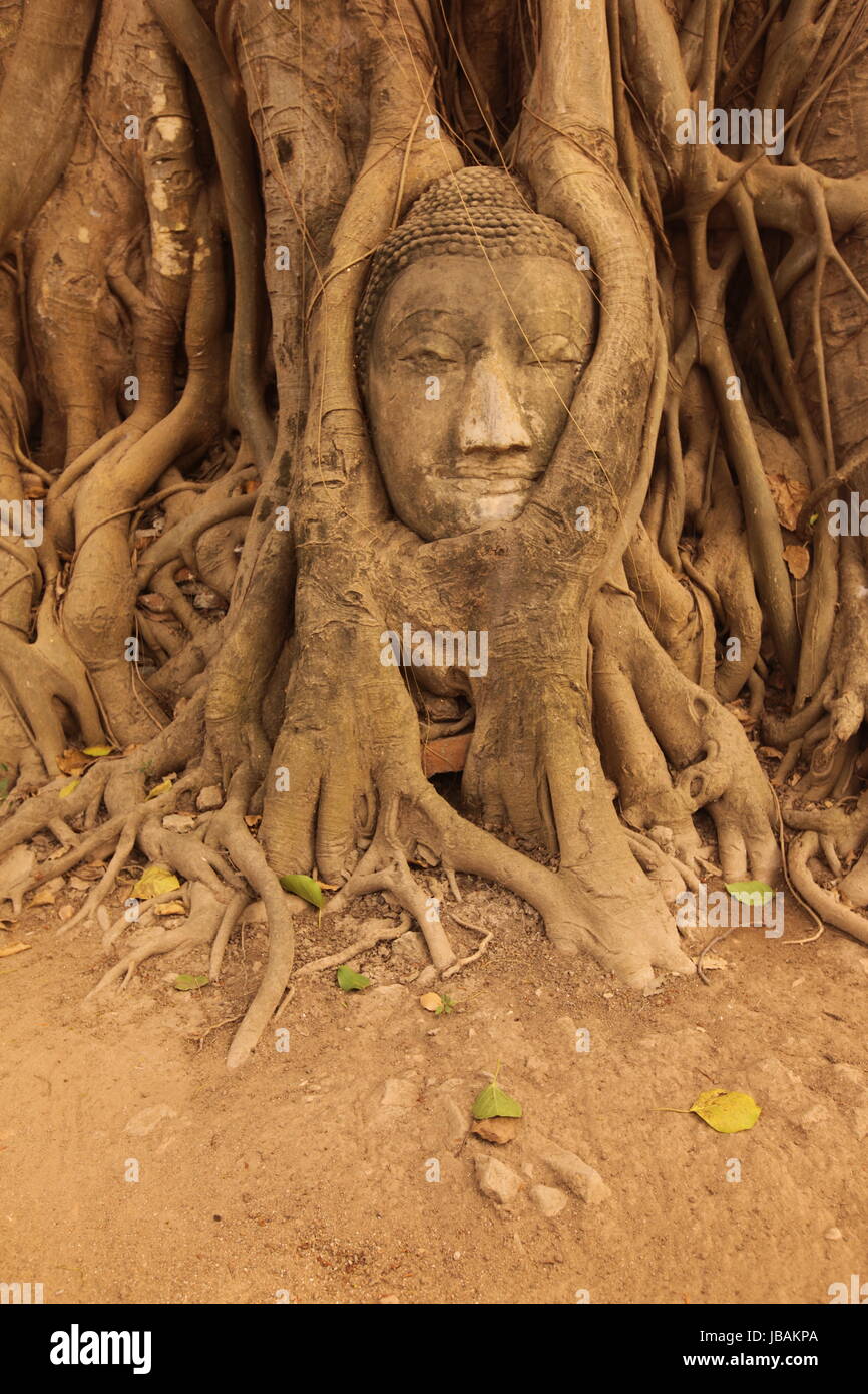 Ein in einem Baum eingeflechteter Steinkopf im Wat Phra Mahathat Tempel in der Tempelstadt Ayutthaya noerdlich von Bangkok in Thailand. Stock Photo