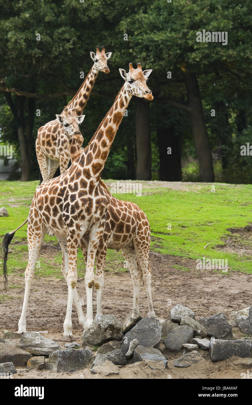 Three giraffes on field with trees in background Stock Photo - Alamy
