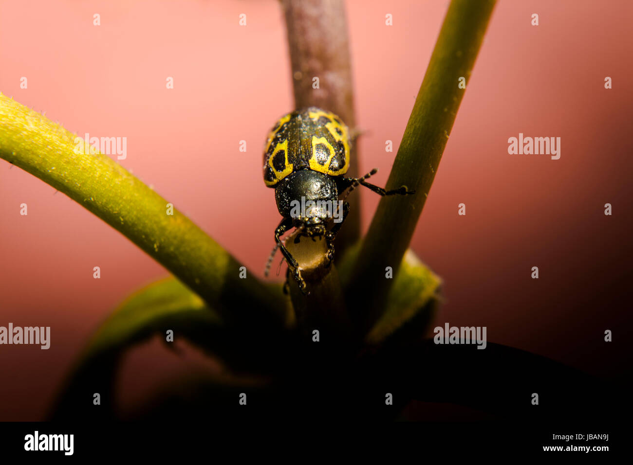 Golden ladybug in the middle of two branches of a plant pot Stock Photo ...