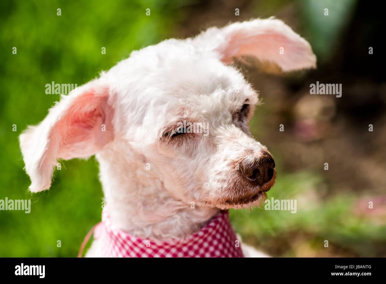 Pink poodle hi res stock photography and images Page 9 Alamy