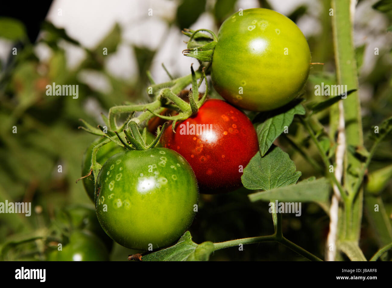 chocolate tomato Stock Photo