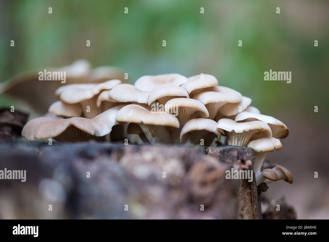 A cluster of cream, beige, or off-white, Oyster Mushrooms (Pleurotus ostreatus) growing on a decaying Poplar tree stump. Stock Photo
