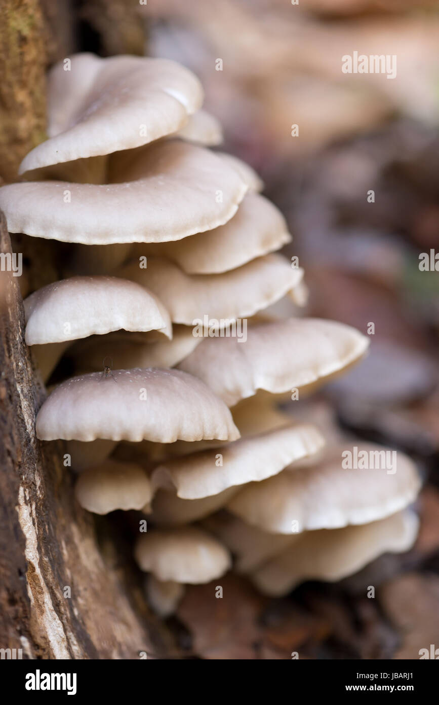 Woodland Oyster Mushrooms grow off the side of a decaying Poplar tree stump. Stock Photo