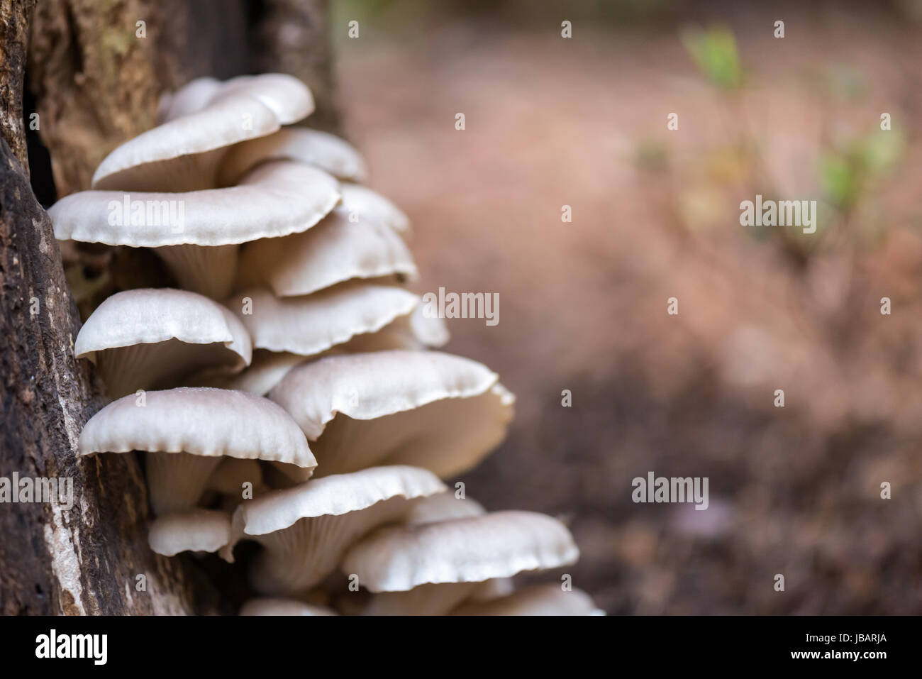 Woodland Oyster Mushrooms grow off the side of a decaying Poplar tree stump Stock Photo Alamy