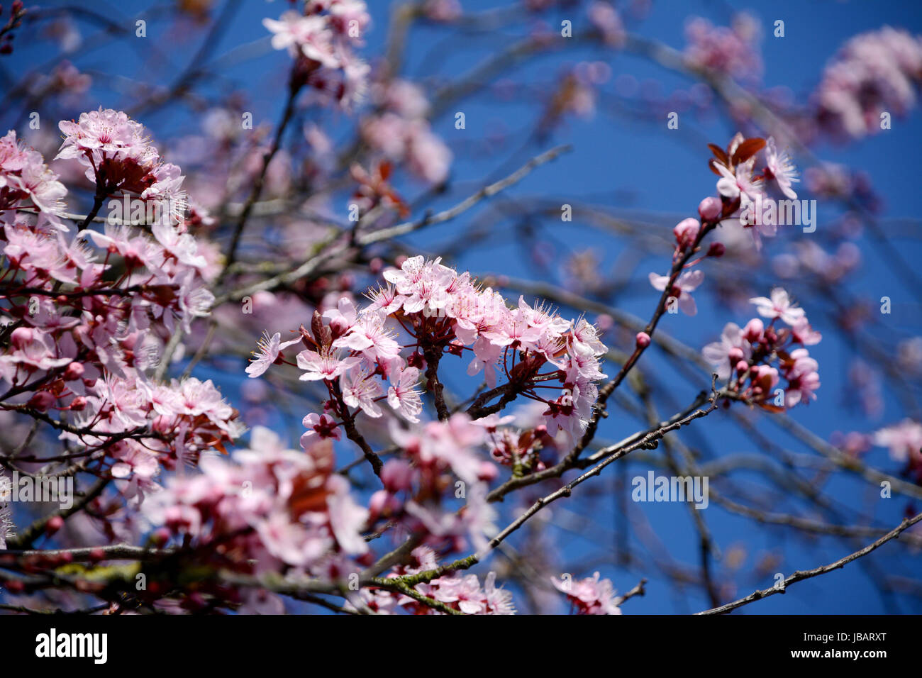 Pink blossom on an ornamental cherry tree in spring Stock Photo - Alamy
