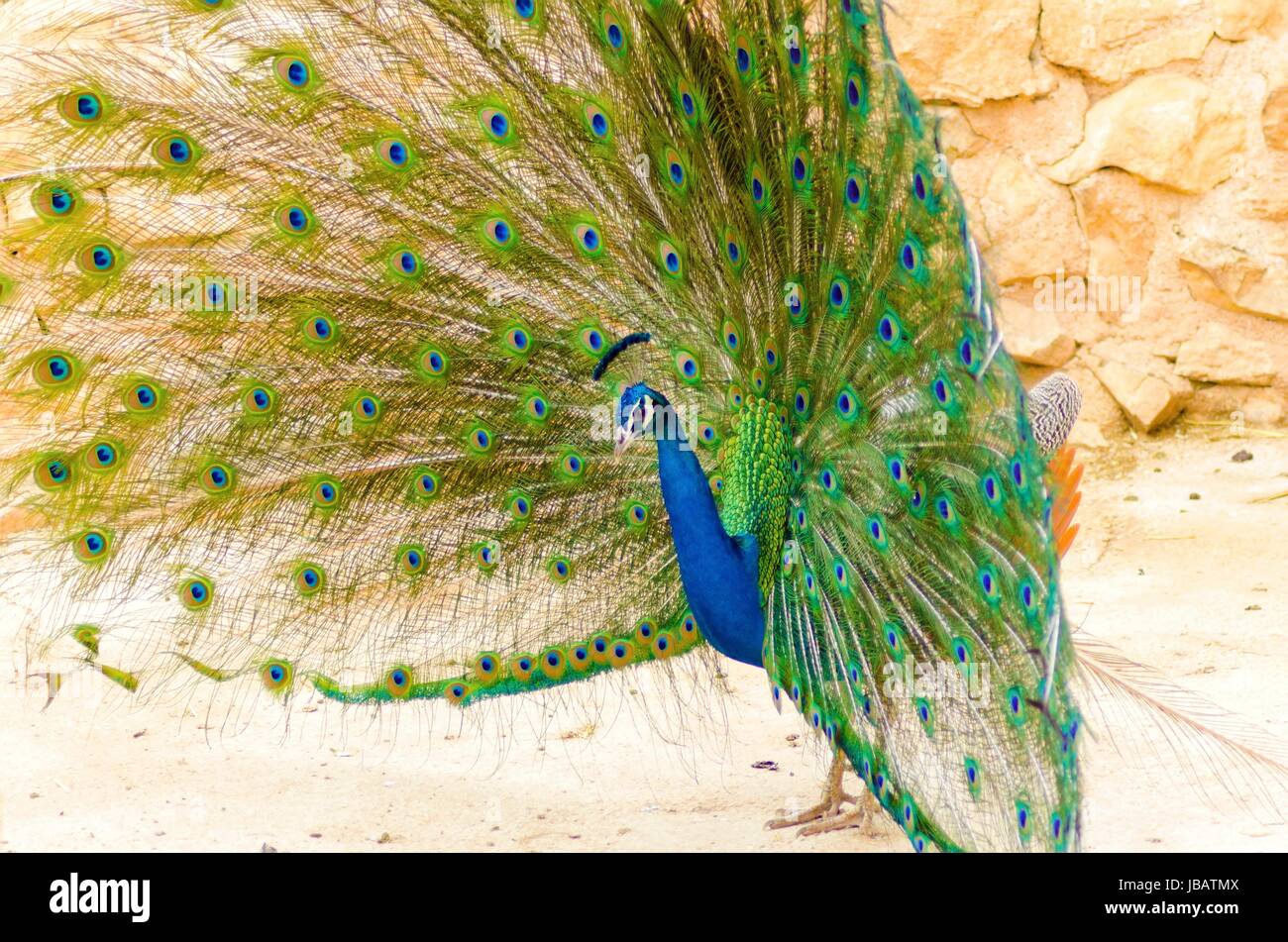 A profile view of a male peacock displaying. Male peafowls are distinct for their bright metalic blue crown, the fan shaped crest on the head and the elongated upper tail covets on their train made up of eye spot feathers. Stock Photo