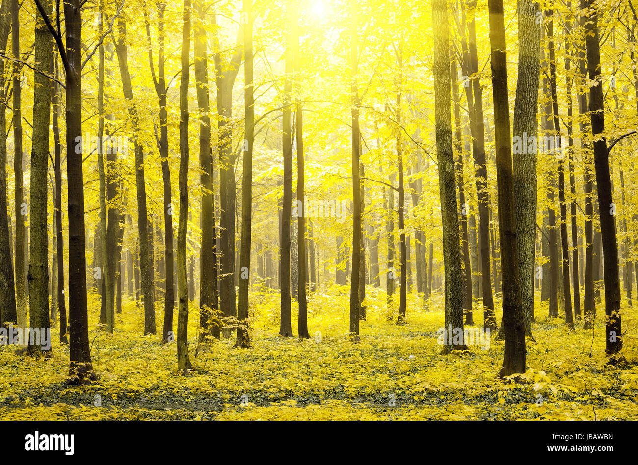 a path is in the autumn forest Stock Photo - Alamy