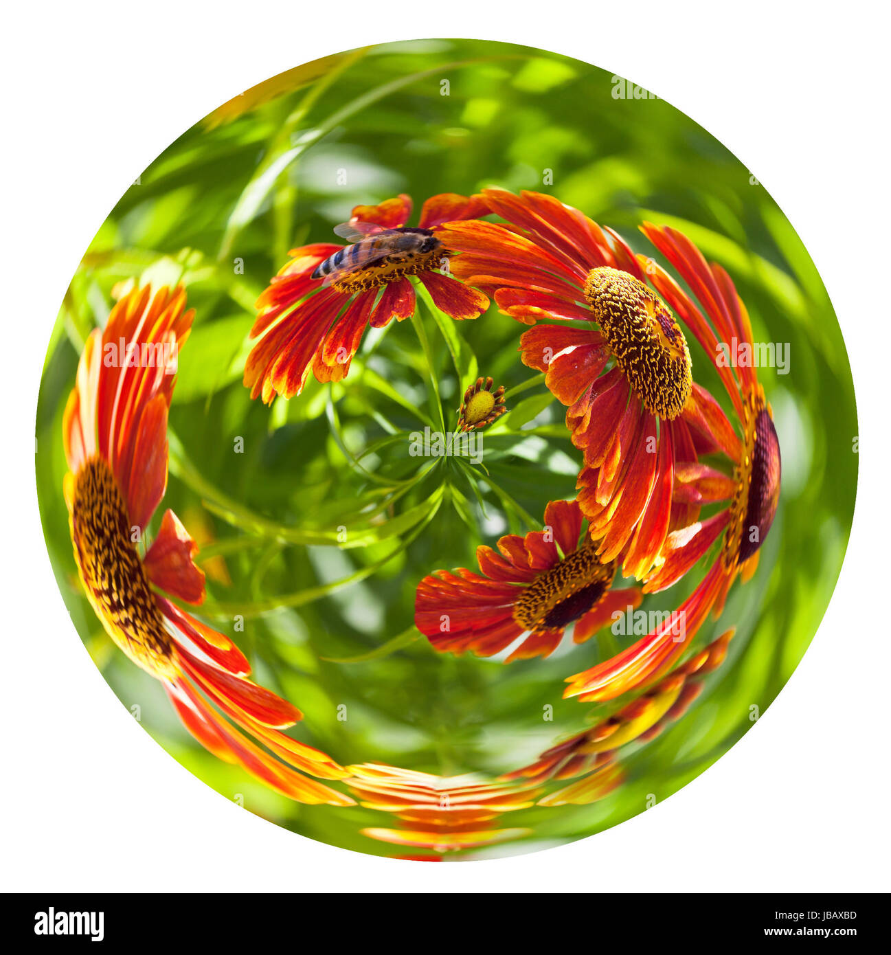 little planet - spherical view of bee sipping nectar from red gaillardia flower in summer day isolated on white background Stock Photo