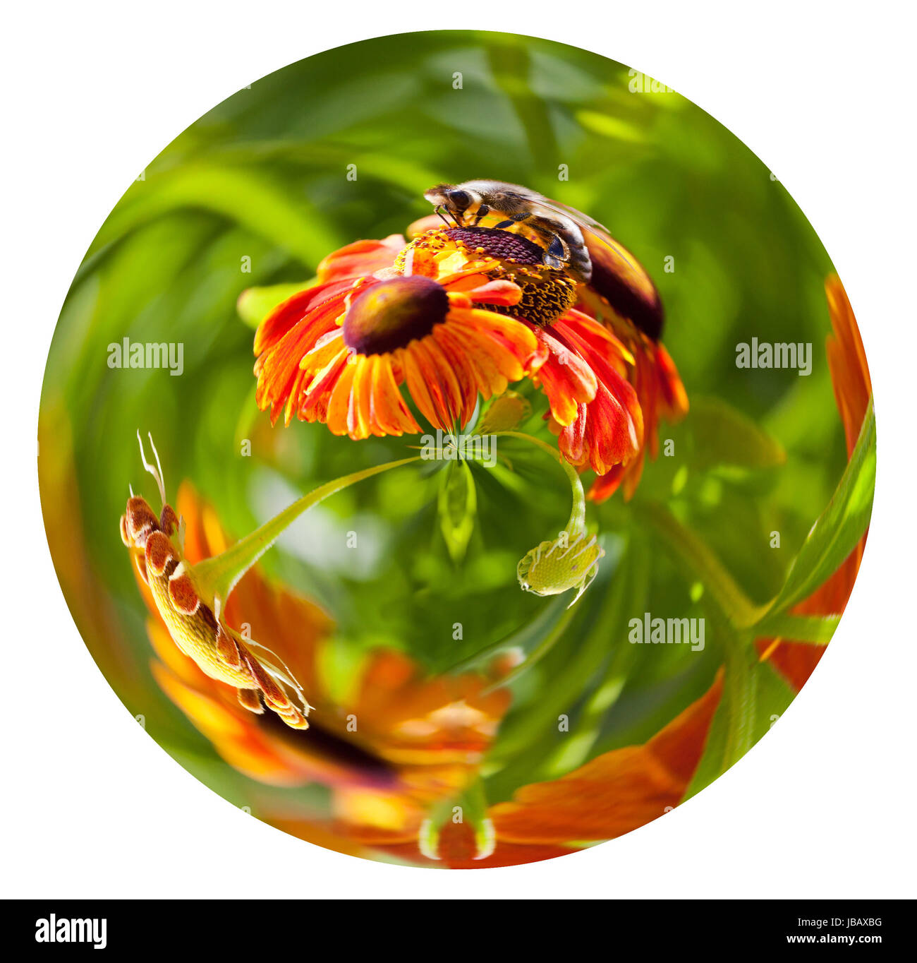 little planet - spherical view of honey bee collecting nectar from gaillardia flower in summer day isolated on white background Stock Photo